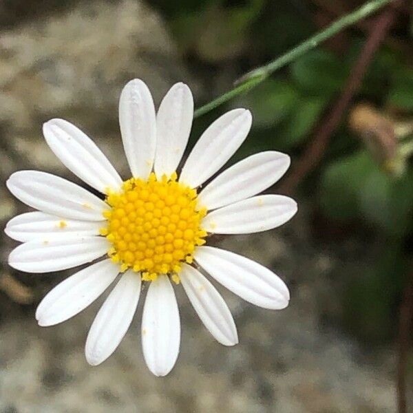 Bellium bellidioides Blomma