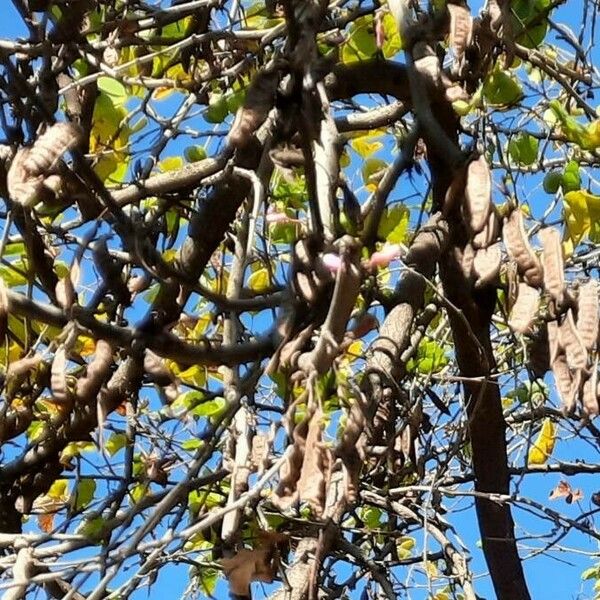 Cercis siliquastrum Owoc