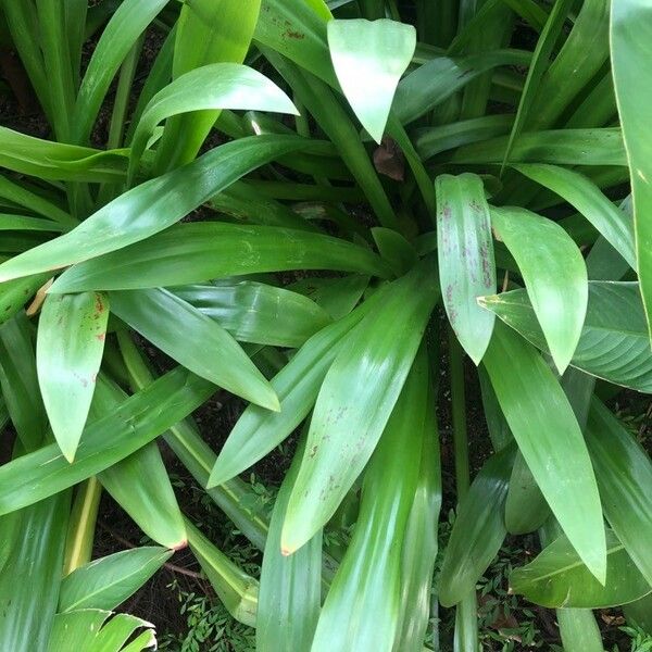 Hymenocallis littoralis অভ্যাস