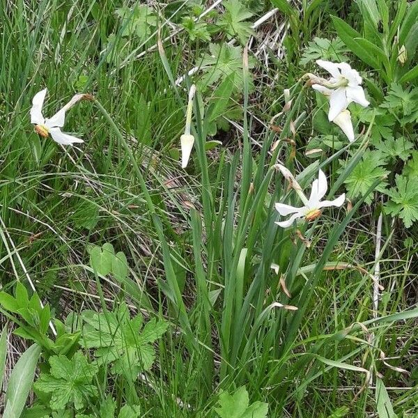 Narcissus poeticus Habitatea