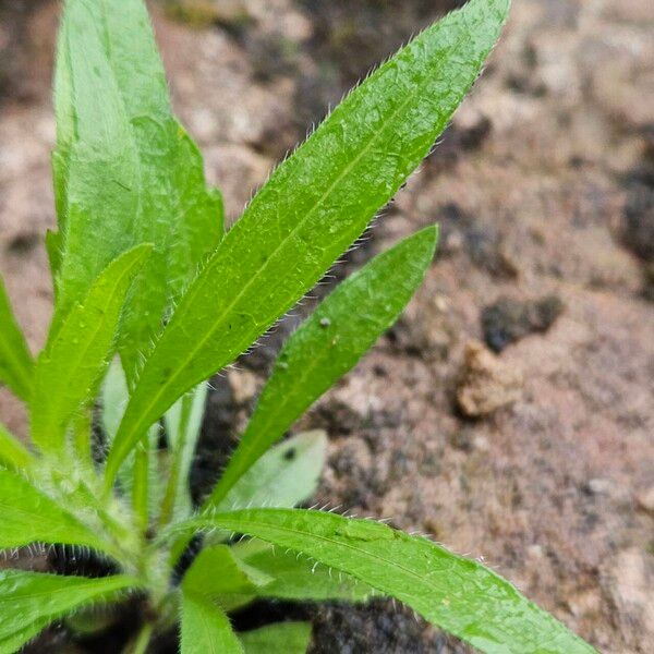 Erigeron canadensis Blad