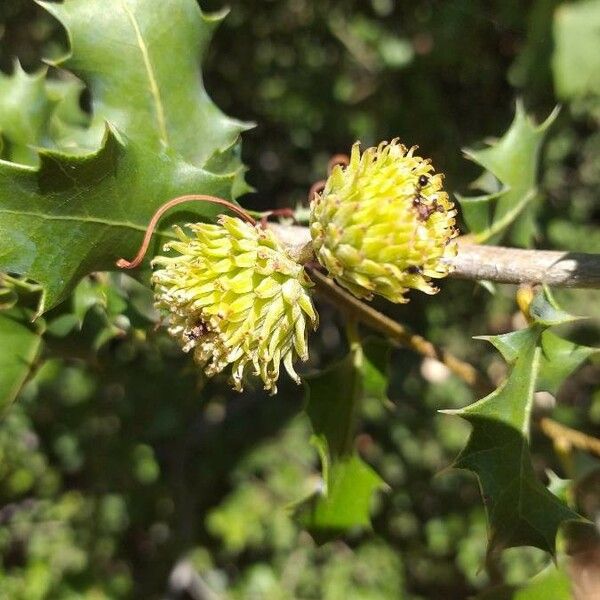 Quercus coccifera Fruto