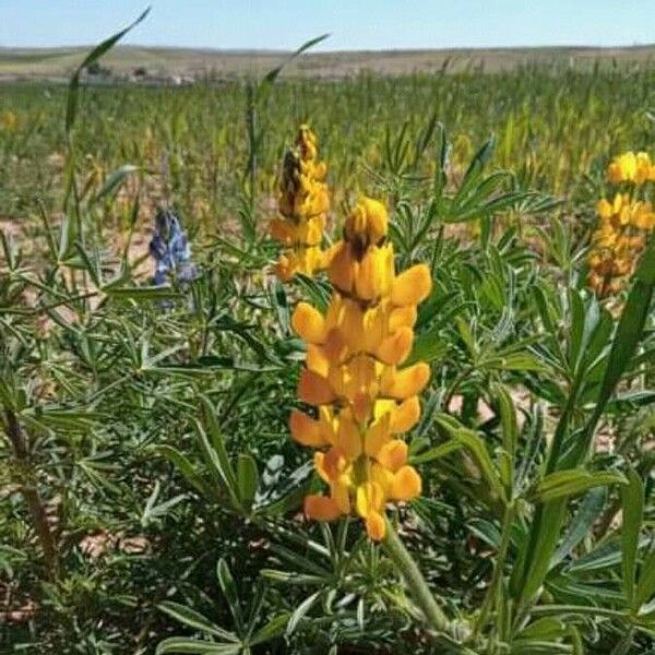 Lupinus luteus Flower