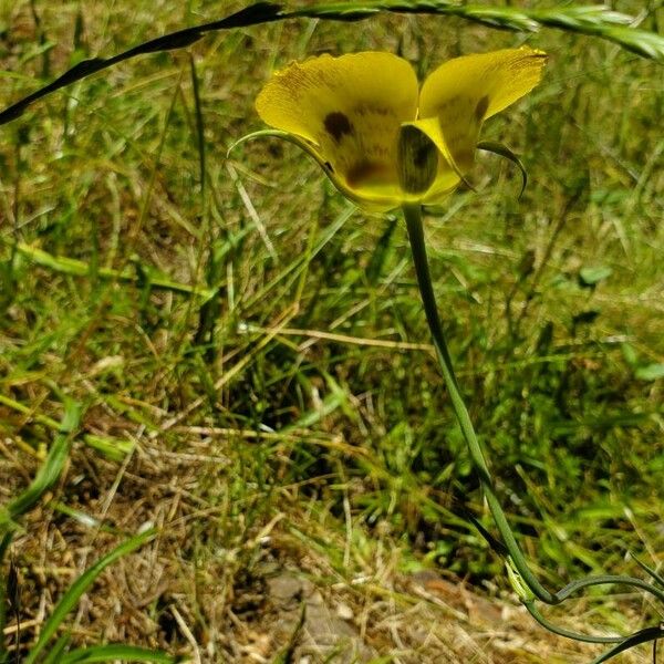 Calochortus luteus Fleur