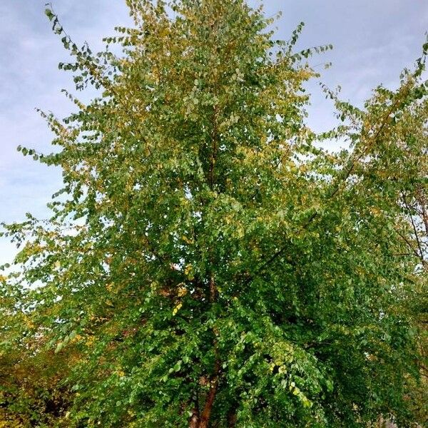 Betula nigra Habit