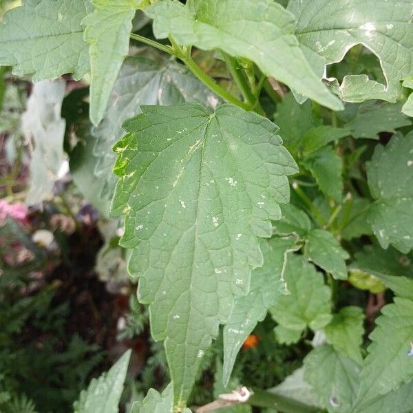 Agastache foeniculum Листок