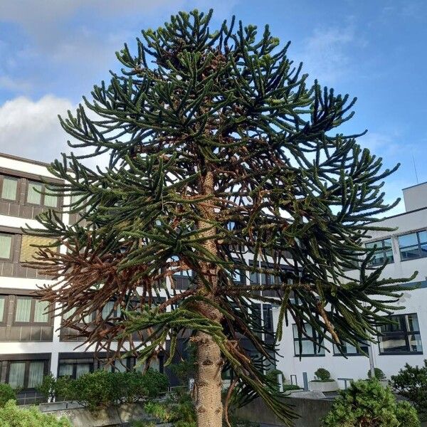 Araucaria araucana Elinympäristö