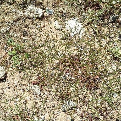 Limonium echioides Flower