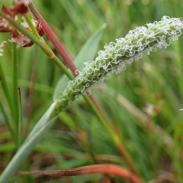 Alopecurus geniculatus Плод