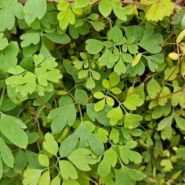 Pseudofumaria lutea Leaf