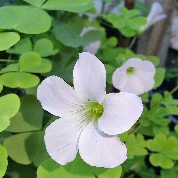 Oxalis incarnata Blüte