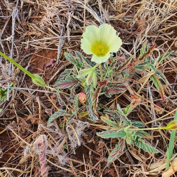 Monsonia longipes Хабит