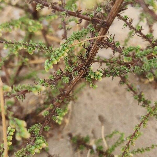Artemisia scoparia Rusca