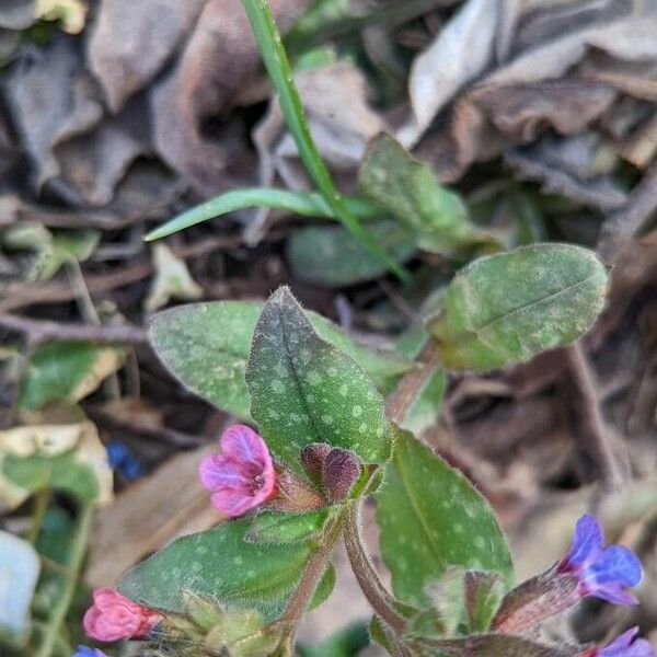 Pulmonaria obscura Blad