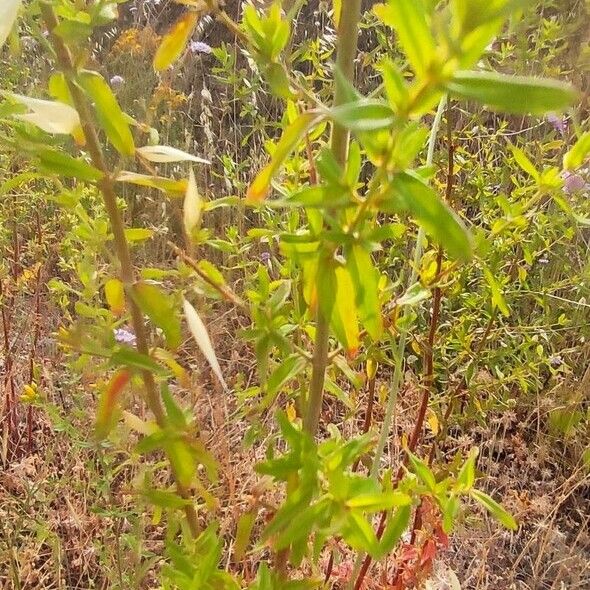 Hypericum perfoliatum Fuelha