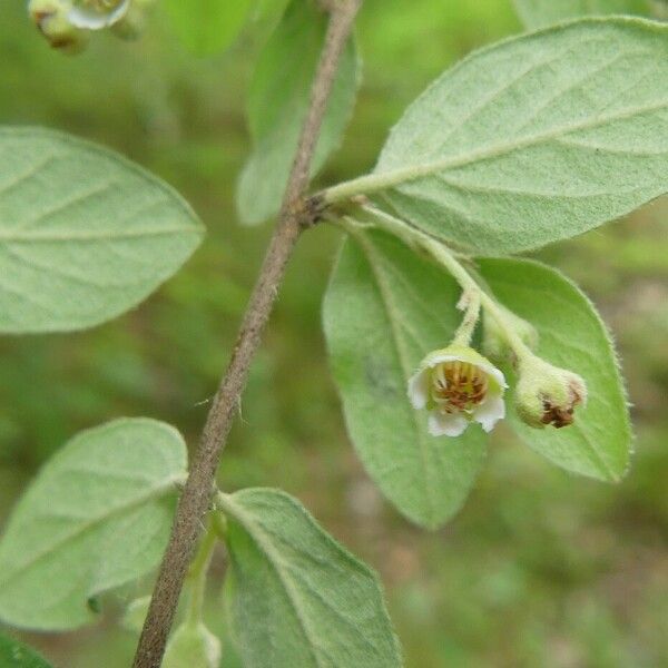 Cotoneaster tomentosus Rinde