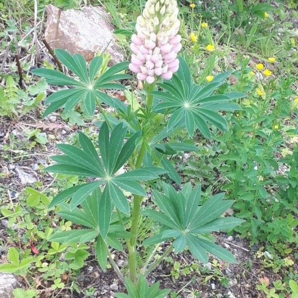 Lupinus polyphyllus Habit