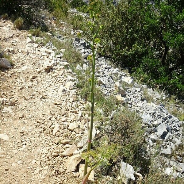 Ferula communis Habit