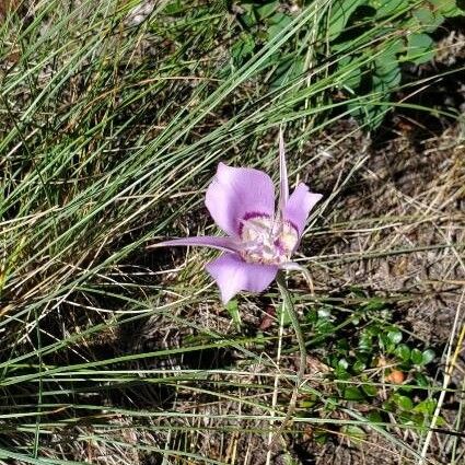 Calochortus macrocarpus Žiedas