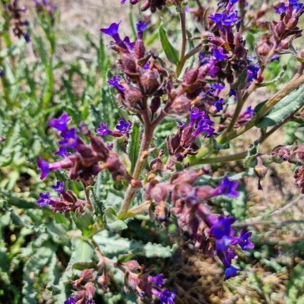 Anchusa undulata ᱵᱟᱦᱟ