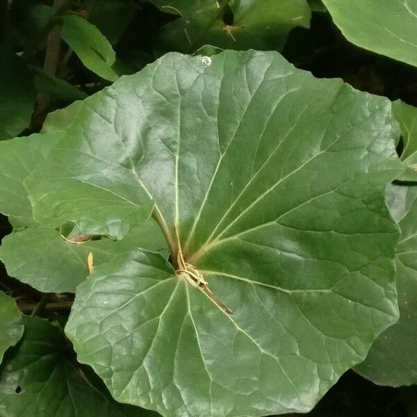 Farfugium japonicum Leaf