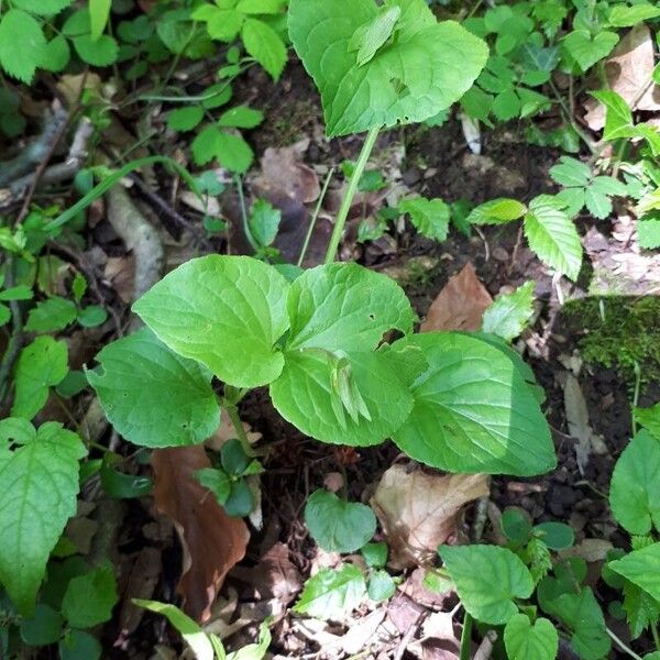 Viola mirabilis Habit