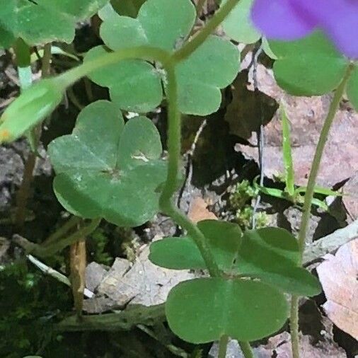 Oxalis violacea Φύλλο