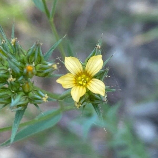 Linum strictum Blomst