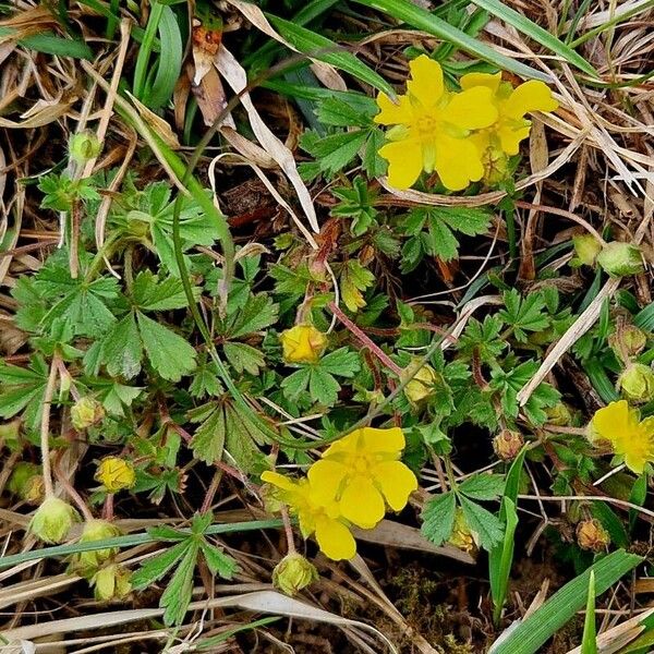 Potentilla verna Habitus