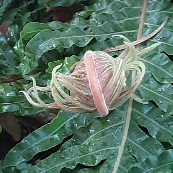 Blechnum brasiliense Leaf