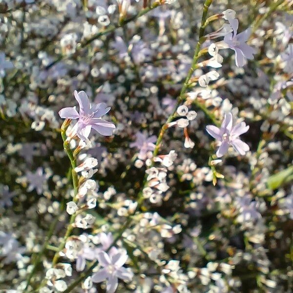 Limonium echioides Fleur