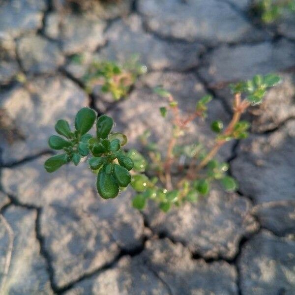 Frankenia pulverulenta Blad