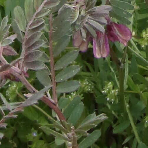 Vicia pannonica 花