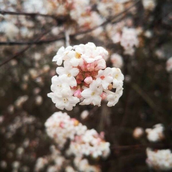 Viburnum farreri Blomma