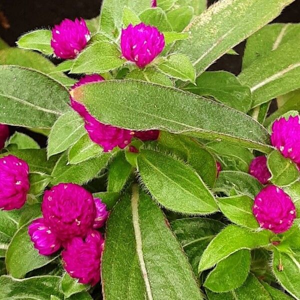 Gomphrena globosa Leaf