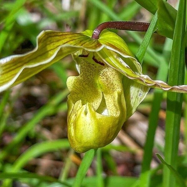 Phragmipedium longifolium Flower