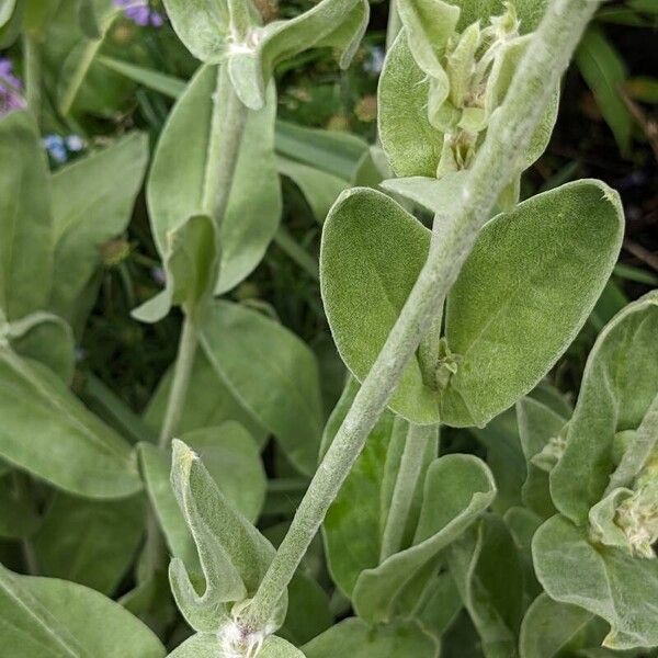 Silene coronaria List