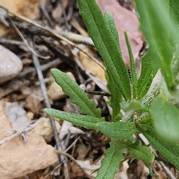 Chorispora tenella Leaf