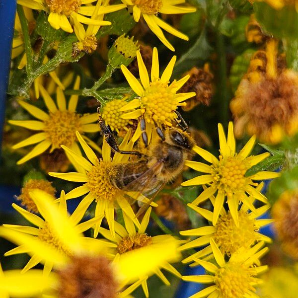 Jacobaea vulgaris Flower