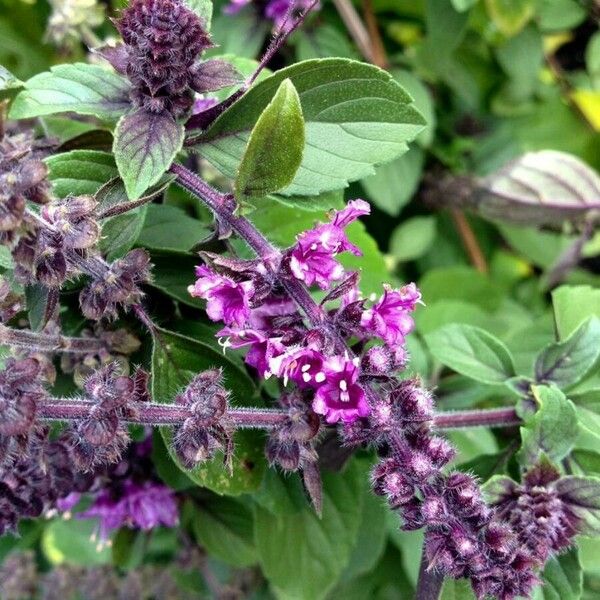 Ocimum basilicum Blüte