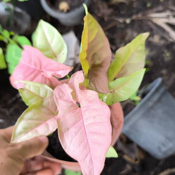 Syngonium podophyllum Blad