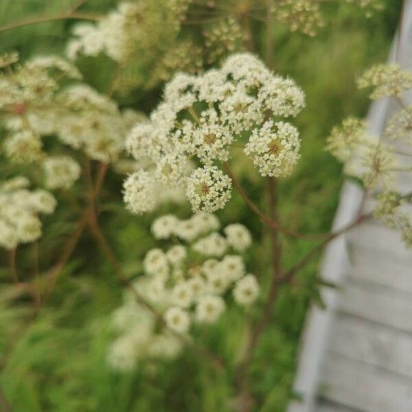 Cicuta maculata Flower