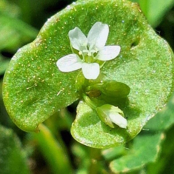 Claytonia perfoliata Blad