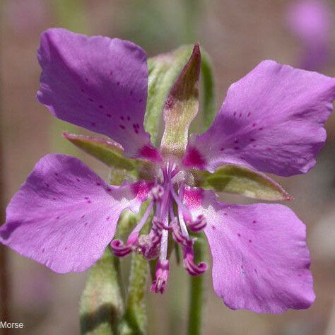 Clarkia rhomboidea Çiçek