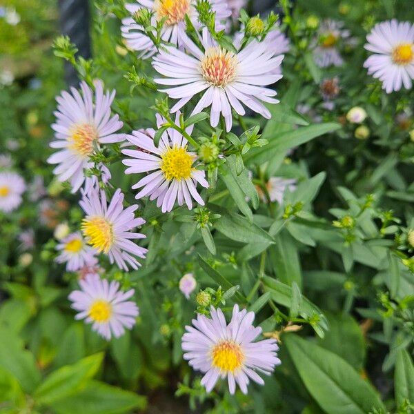 Symphyotrichum novi-belgii आदत