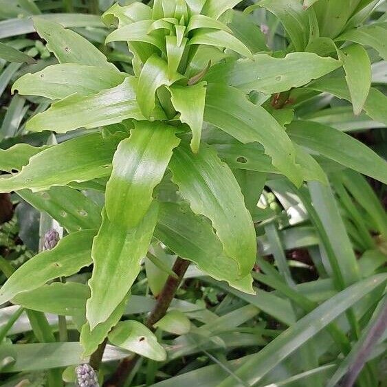 Lilium henryi Frunză