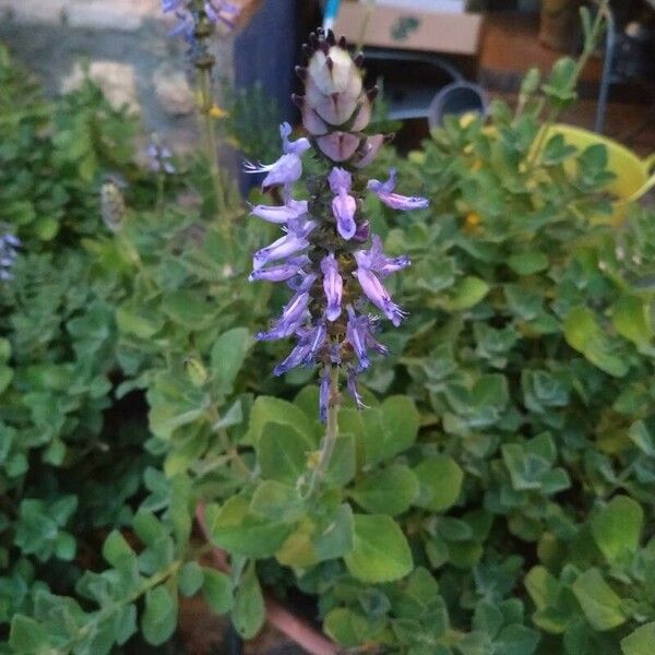 Coleus amboinicus Flower