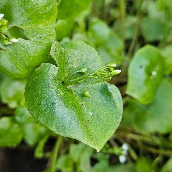 Claytonia perfoliata Deilen