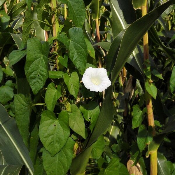 Convolvulus sepium Habitus