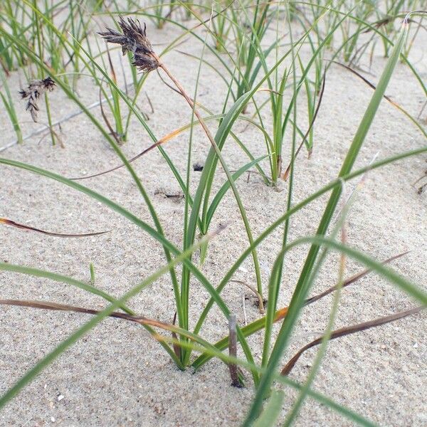 Carex arenaria Frunză